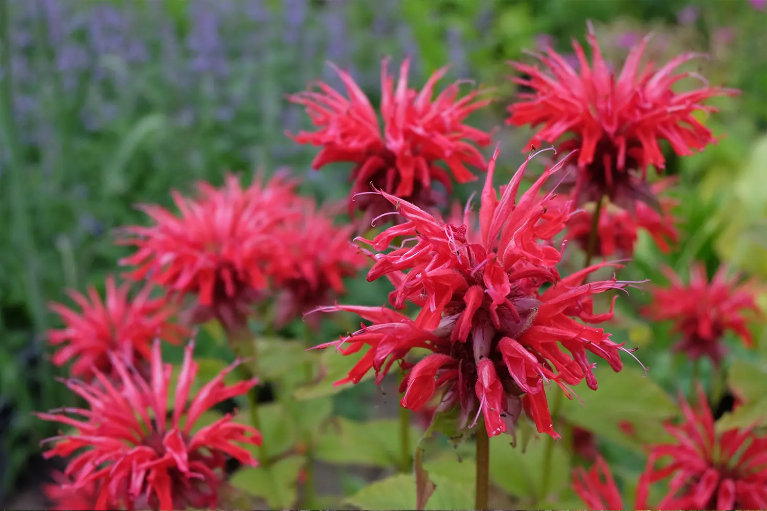 monarda